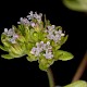 Valerianella carinata