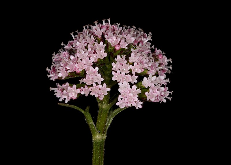 Valeriana dioica - © Barry Stewart