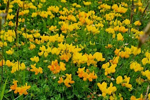 Lotus corniculatus Common Bird's-foot-trefoil