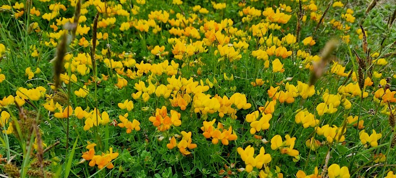 Lotus corniculatus - © Barry Stewart