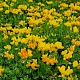 Lotus corniculatus