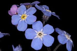 Myosotis sylvatica Wood Forget-me-not