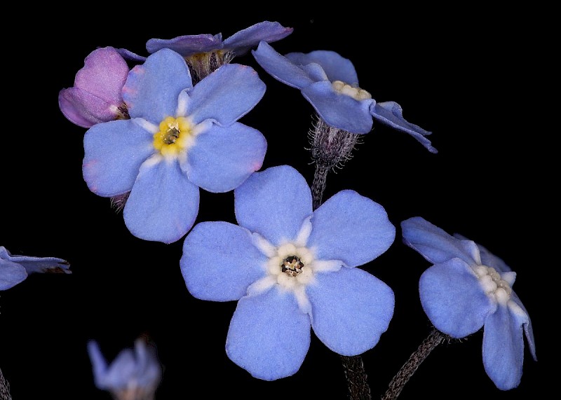 Myosotis sylvatica - © Barry Stewart