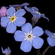 Myosotis sylvatica