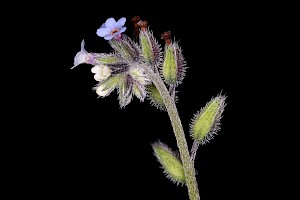 Myosotis discolor Changing Forget-me-not