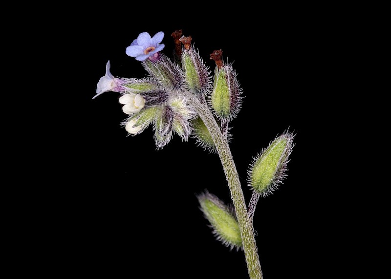 Myosotis discolor - © Barry Stewart