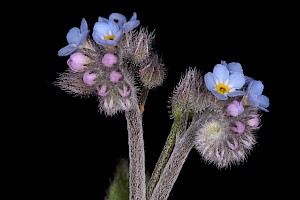 Myosotis arvensis Field Forget-me-not