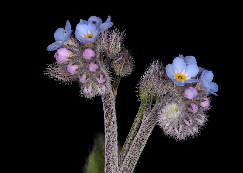 Myosotis arvensis - © Barry Stewart