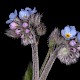 Myosotis arvensis