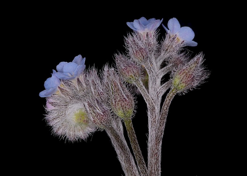 Myosotis arvensis - © Barry Stewart