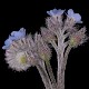 Myosotis arvensis