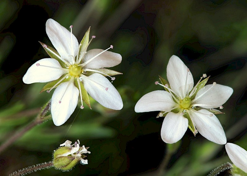 Minuartia verna - © Barry Stewart