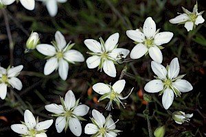 Minuartia verna Spring Sandwort