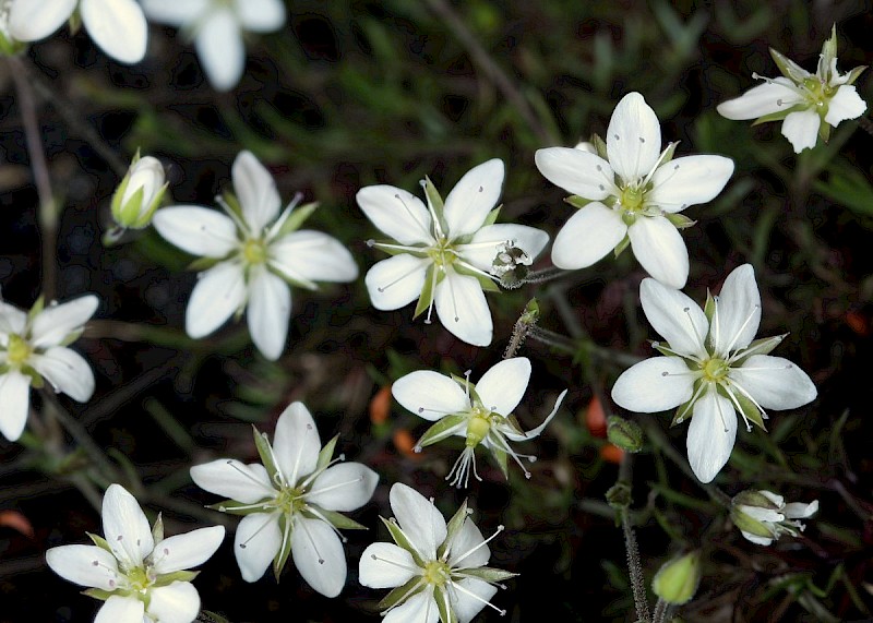 Minuartia verna - © Barry Stewart