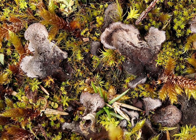 Peltigera canina - © Barry Stewart