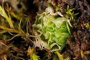 Fossombroniaceae