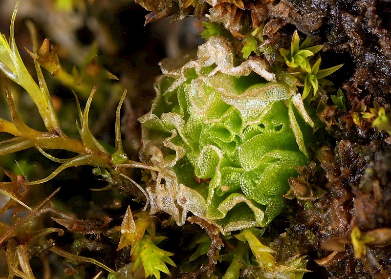 Fossombronia caespitiformis - © Barry Stewart