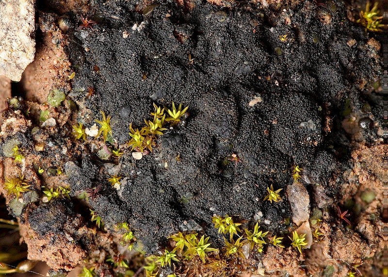 Lathagrium (Collema) auriforme - © Barry Stewart