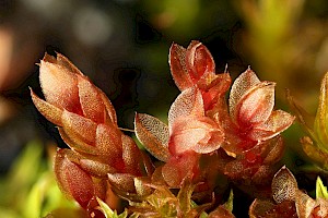 Bryum pallens Pale Thread-moss