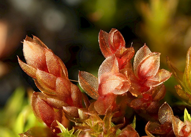 Bryum pallens - © Barry Stewart