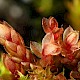 Bryum pallens