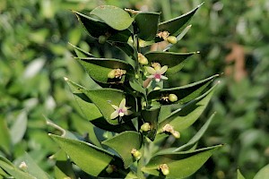 Ruscus aculeatus Butcher's-broom