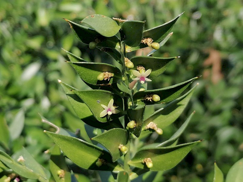 Ruscus aculeatus - © Barry Stewart