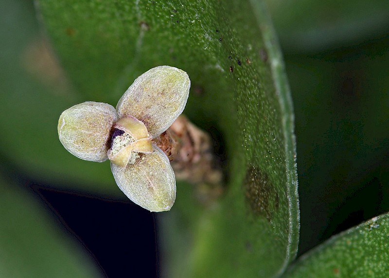 Ruscus aculeatus - © Barry Stewart