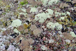 Cladonia ciliata var. tenuis 