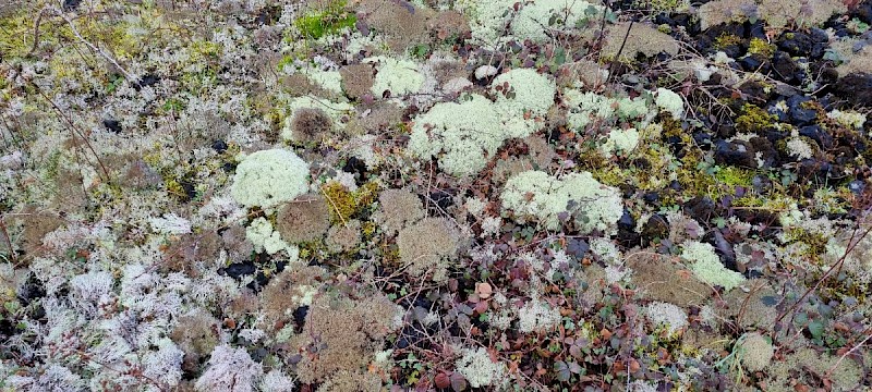 Cladonia ciliata var. tenuis - © Barry Stewart