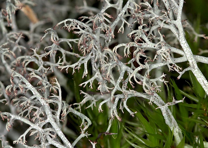 Cladonia ciliata var. tenuis - © Barry Stewart