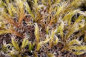 Racomitrium lanuginosum Woolly Fringe-moss