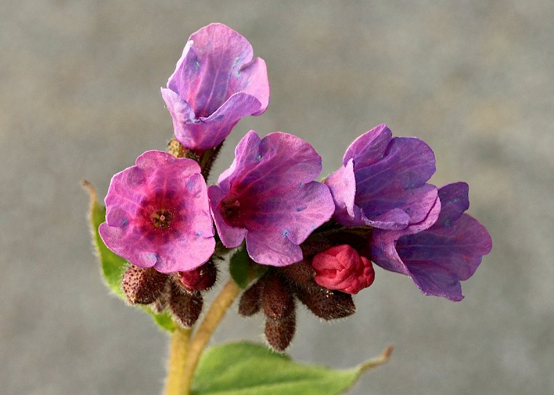 Pulmonaria officinalis - © Barry Stewart