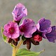 Pulmonaria officinalis