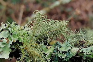 Usnea esperantiana Contorted Beard Lichen