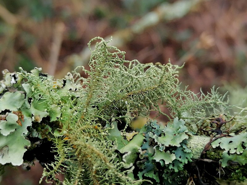 Usnea esperantiana - © Barry Stewart