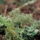 Usnea esperantiana