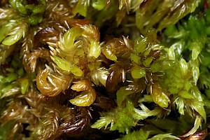 Sphagnum denticulatum 