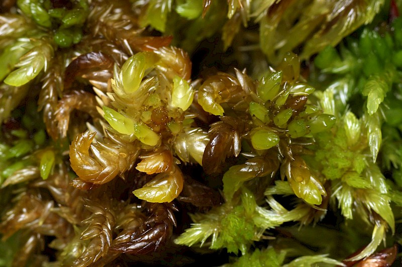 Sphagnum denticulatum - © Barry Stewart