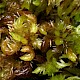 Sphagnum denticulatum