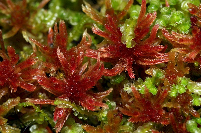 Sphagnum rubellum - © Barry Stewart