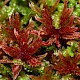 Sphagnum rubellum