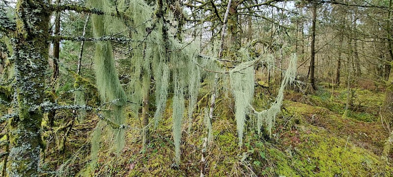 Usnea articulata - © Barry Stewart