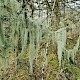 Usnea articulata