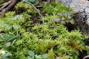 Tortella squarrosa Side-fruited Crisp-moss