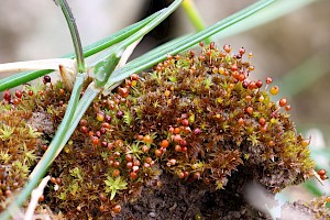 Microbryum rectum Upright Pottia