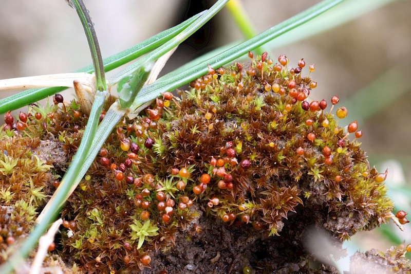 Microbryum rectum - © Barry Stewart