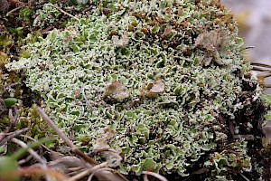 Cladonia foliacea 