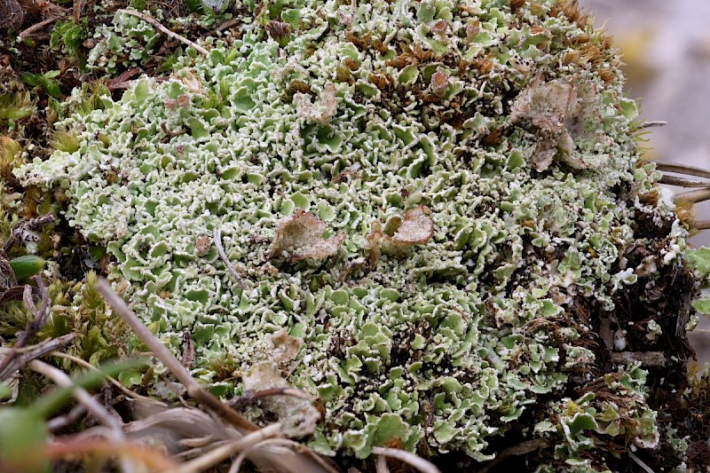 Cladonia foliacea - © Barry Stewart