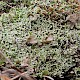 Cladonia foliacea